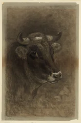 Vache